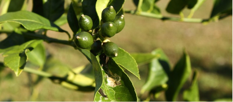 Most citrus tree problems are usually caused by the growing conditions be less than suitable. learn about common problems from yellowing leaves to nutrient deficiencies.