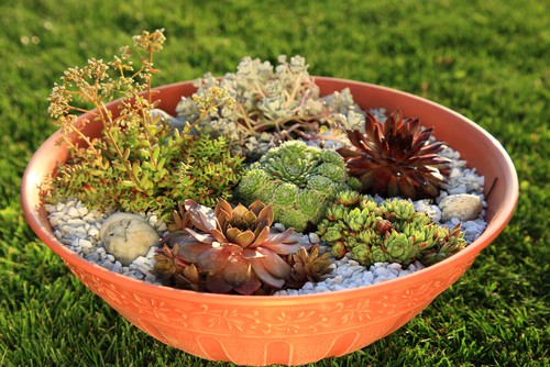 choosing containers for succulents. They prefer shallow containers