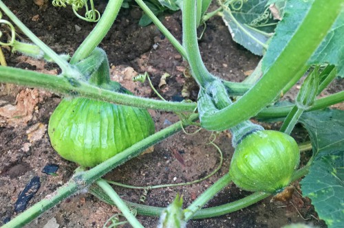 Feeding and watering pumpkins