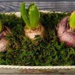 Forcing hyacinth bulbs - when and how to force hyacinth bulbs. Forcing hyacinth bulbs is a process where you force hyacinths to flower earlier so you can grow indoors over winter and at Christmas. Follow step by step now