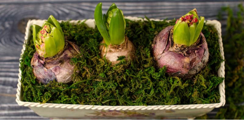 Forcing hyacinth bulbs - when and how to force hyacinth bulbs. Forcing hyacinth bulbs is a process where you force hyacinths to flower earlier so you can grow indoors over winter and at Christmas. Follow step by step now