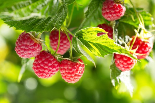 Glen Ample raspberry plants - summer fruiting