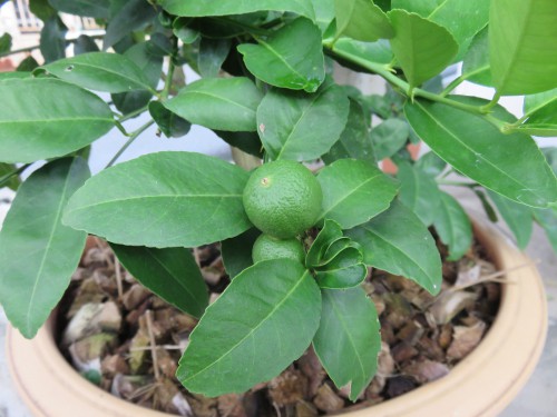 Green lemon tree positioned where it gets plenty of light