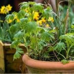 Want to grow delphiniums in pots and containers. Follow our step by step guide from choosing the right compost to inserting supporting canes and winter care.