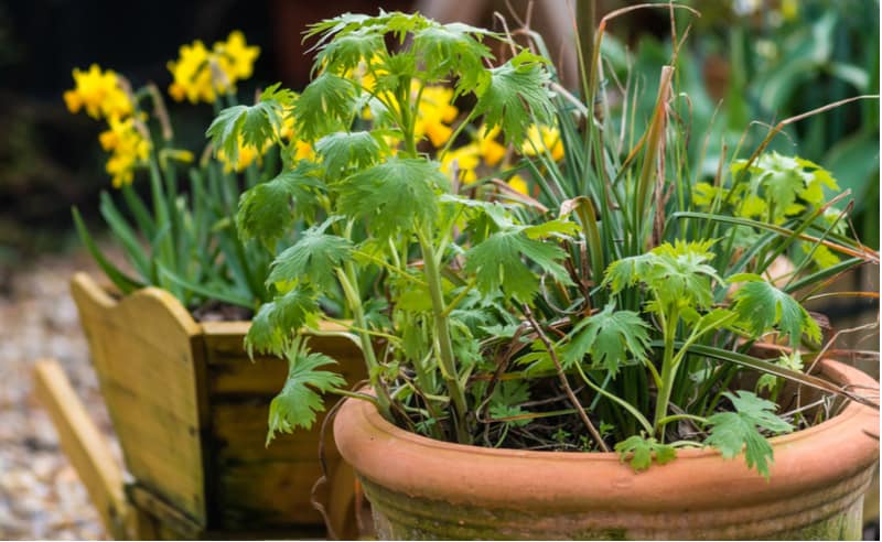 Want to grow delphiniums in pots and containers. Follow our step by step guide from choosing the right compost to inserting supporting canes and winter care.