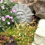Growing and caring for alpine rockery plants