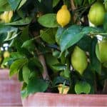 Growing citrus in pots is probably the best way to grow citrus trees because you can bring them indoors over winter. Learn how to grow citrus in pots now.