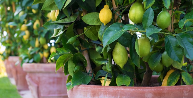 Growing citrus in pots is probably the best way to grow citrus trees because you can bring them indoors over winter. Learn how to grow citrus in pots now.