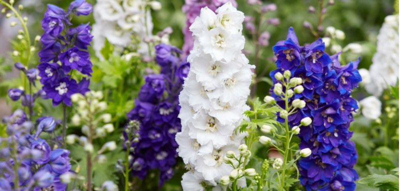 Growing delphiniums can be very rewarding, firstly they need full sun or light shade and need to be planted in fertile well-drained soil. Learn more now