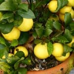 Growing lemon trees in pots. Growing lemon trees in pots can be an excellent way to grow lemons in Uk with the less than ideal weather. Learn more about growing lemons now step by step