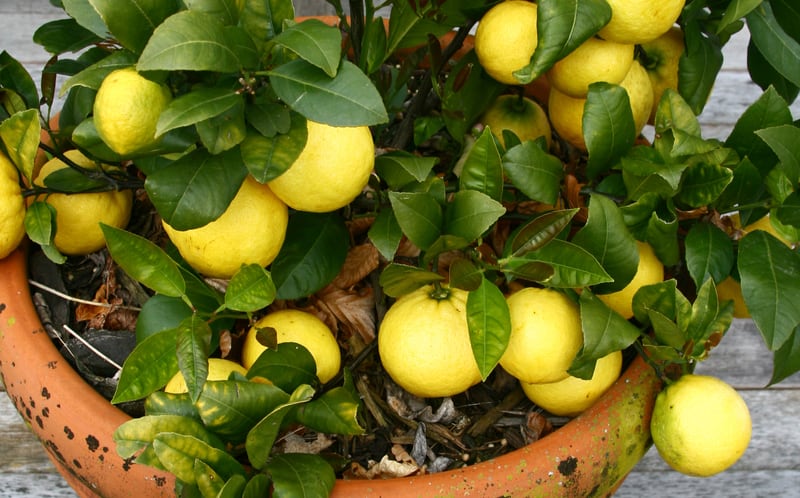 Growing lemon trees in pots. Growing lemon trees in pots can be an excellent way to grow lemons in Uk with the less than ideal weather. Learn more about growing lemons now step by step