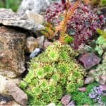 Growing rockery plants from seeds is an enjoyable way to grow succulents. Read our step by step guide from choosing seeds to pricking out plants into containers.