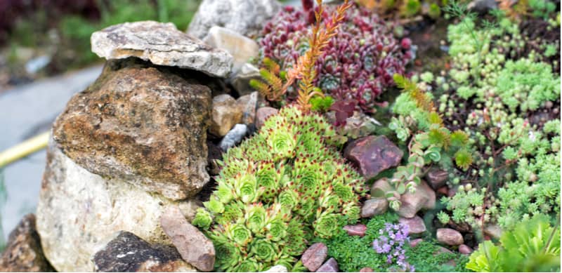 Growing rockery plants from seeds is an enjoyable way to grow succulents. Read our step by step guide from choosing seeds to pricking out plants into containers.