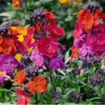 Growing wallflowers from seed can be very rewarding and they can be sown directly in the ground around May. These stunning flowers are also known as Erysimum.