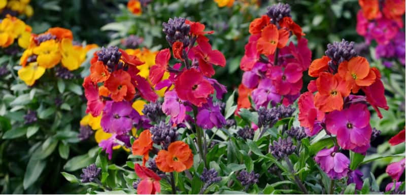 Growing wallflowers from seed can be very rewarding and they can be sown directly in the ground around May. These stunning flowers are also known as Erysimum.