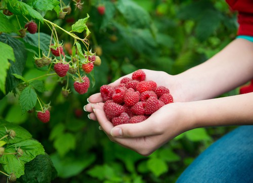 Harvesting raspberry plants