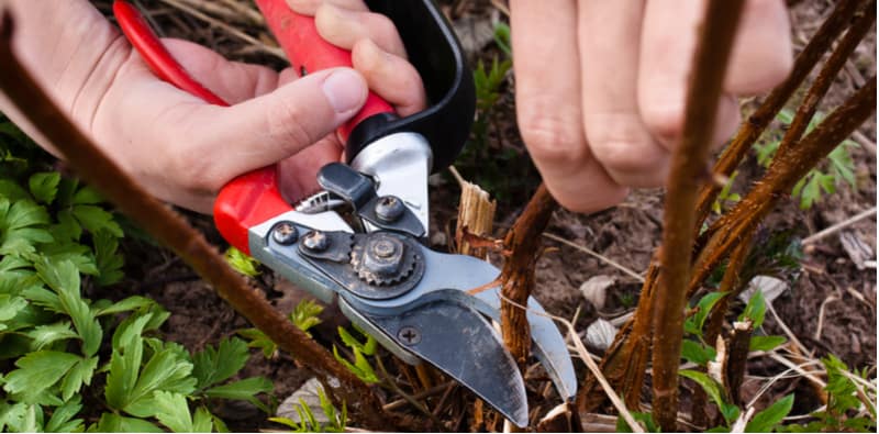 How and when to prune raspberries