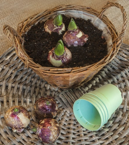 How to force hyacinth bulbs