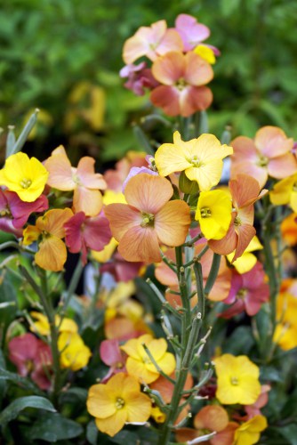 How to grow wallflowers