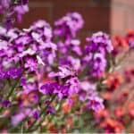 How to grow and care for wallflowers