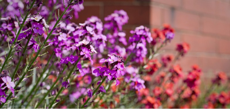 How to grow and care for wallflowers