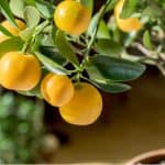 Citrus trees are very popular to grow outdoors in summer and then brought indoors over winter. They need a bright sunny position and are best grown in pots.