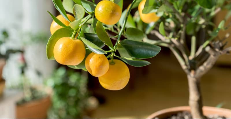 Citrus trees are very popular to grow outdoors in summer and then brought indoors over winter. They need a bright sunny position and are best grown in pots.