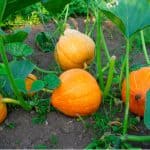 Growing pumpkins can be very enjoyable and if you follow a few simple tips they can be easy to grow. Learn how to grow pumpkins step by step from sowing seeds to feeding