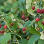 How to grow raspberries - step by step guide