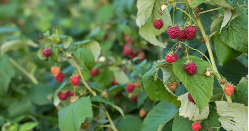 How to grow raspberries - step by step guide