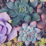 How to grow succulents