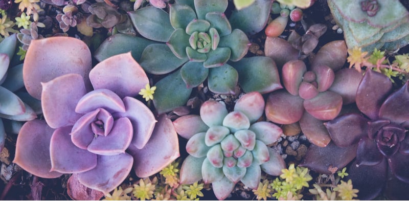 How to grow succulents