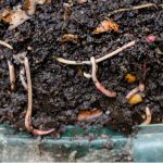 Wormery can be expensive but you can literally build a wormery for the fraction of the cost. Learn how to make a wormery step by step now.