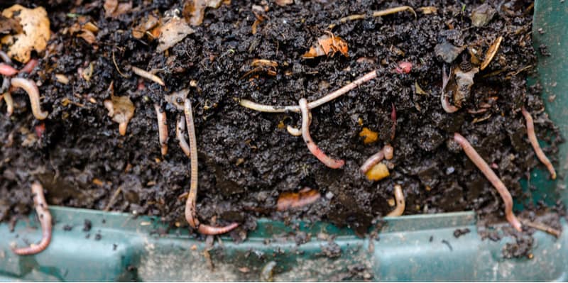 Wormery can be expensive but you can literally build a wormery for the fraction of the cost. Learn how to make a wormery step by step now.