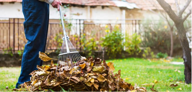 How to make leaf mould and what to use it for