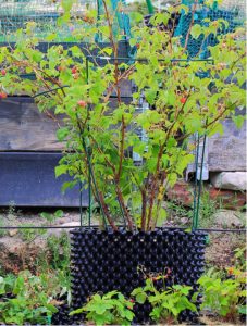 How to plant raspberries in pots