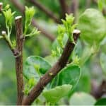 How to prune citrus trees. Most citrus trees only require minimal pruning by removing overcrowded branches and leggy plants can be pruned hard by up to two thirds. learn more pruning now