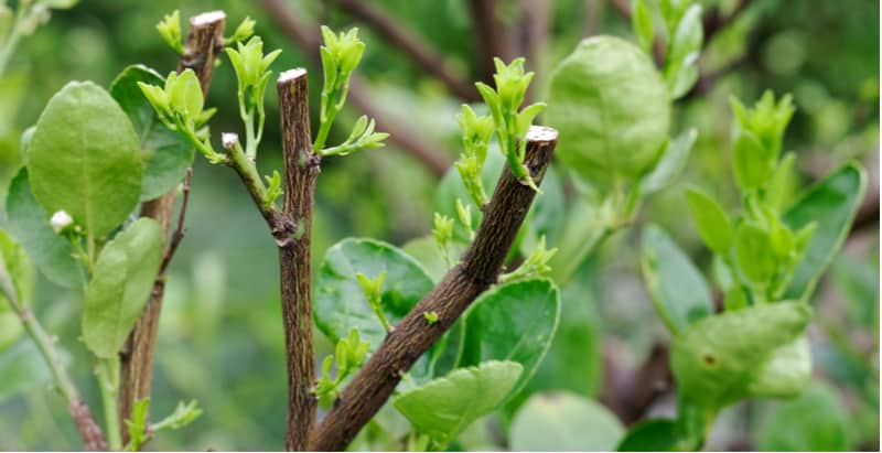How to prune citrus trees. Most citrus trees only require minimal pruning by removing overcrowded branches and leggy plants can be pruned hard by up to two thirds. learn more pruning now
