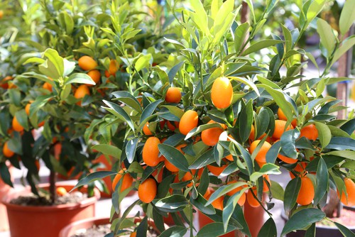 Kumquat citrus tree - hardest of all citrus trees
