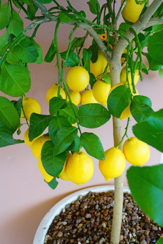 Lemon tree growing in container indoors