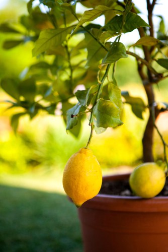 Citrus lemon tree being grown in container