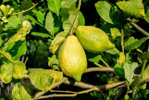 Most citrus tree problems are usually caused by the growing conditions be less than suitable. learn about common problems from yellowing leaves to nutrient deficiencies.