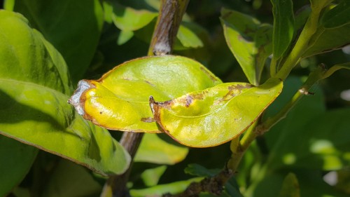 Lemon tree problems caused by incorrect watering
