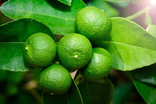 Lime citrus tree
