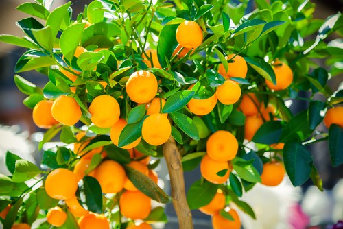 Mandarins and calamondin orange trees