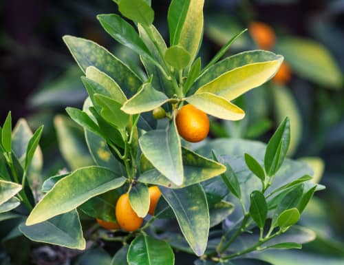 Kumquat Meiwa - a good easy to grow variety