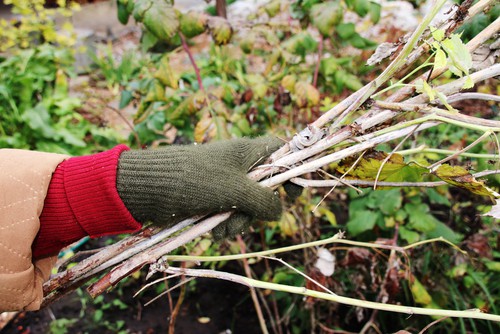 Prune raspberries in autumn