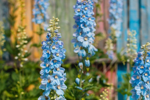 Planting delphiniums