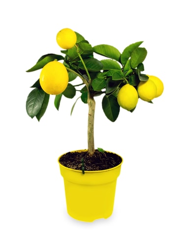 Planting pot grown lemon tree