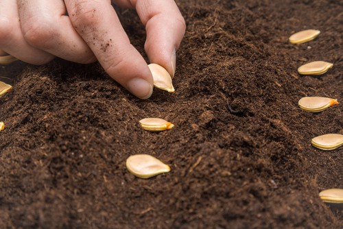 Planting pumpkin seeds outdoors